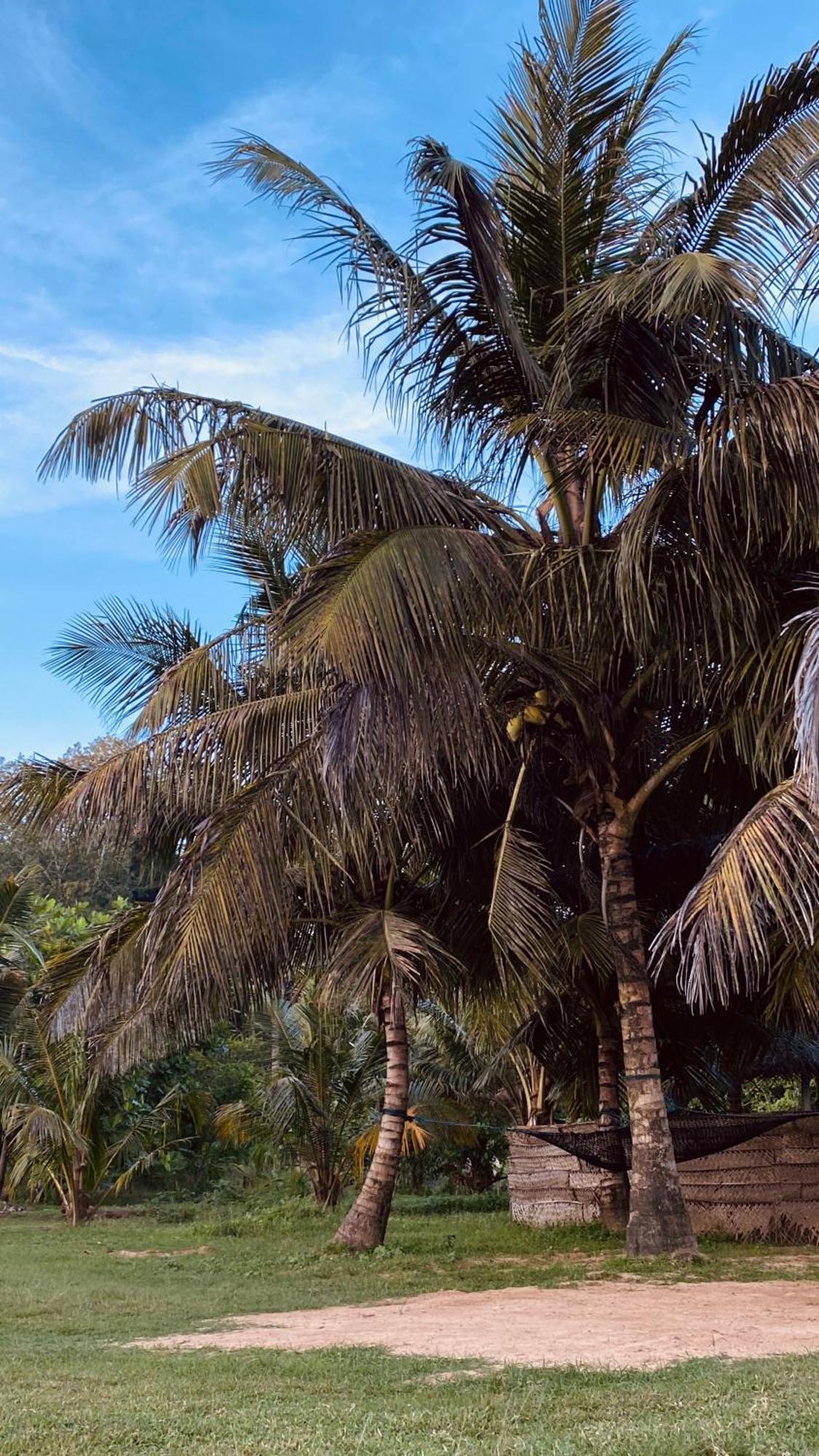 Calma - Surf, Yoga & Coffee On A Private Beach Dikwella Exterior foto