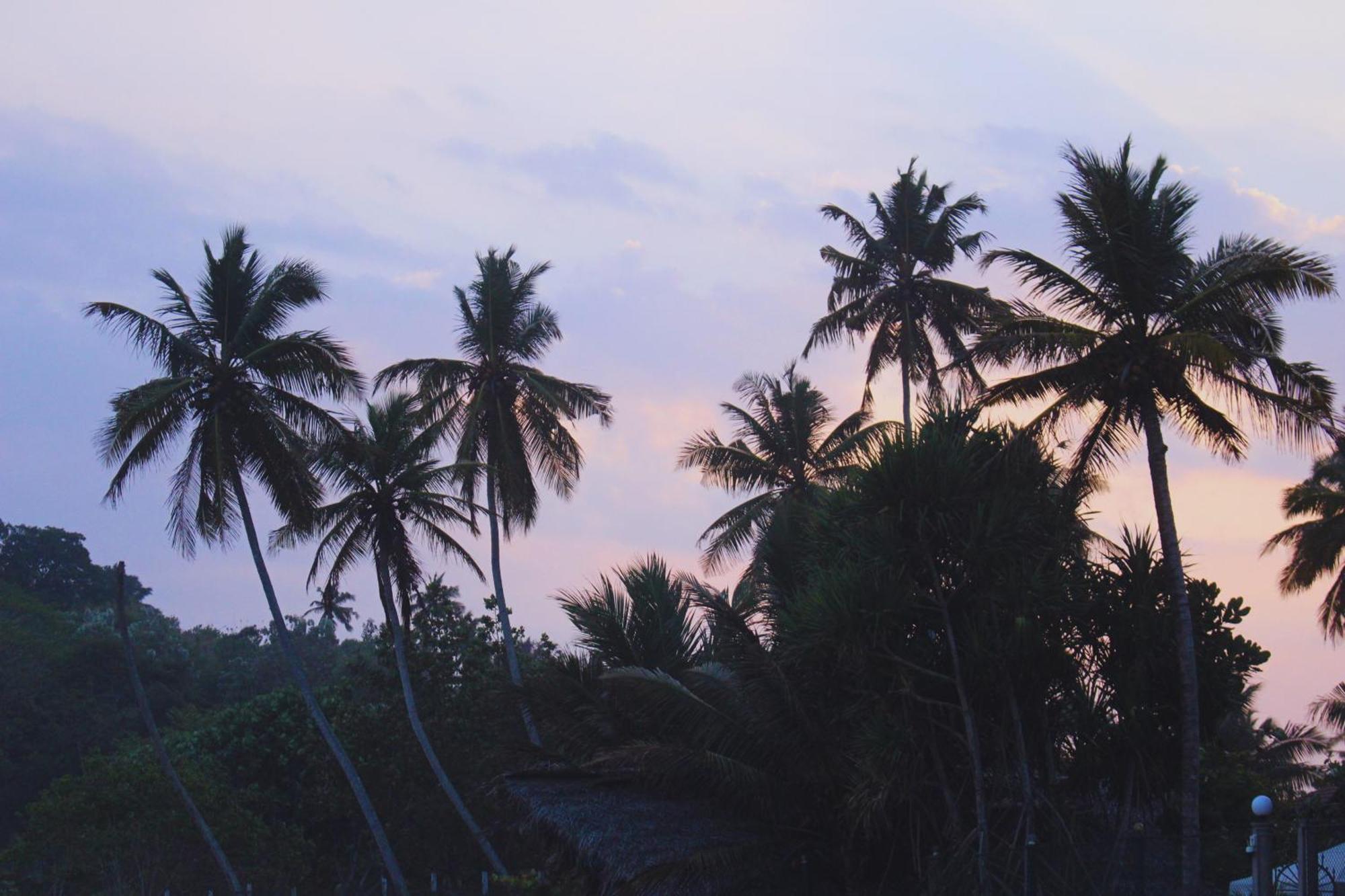 Calma - Surf, Yoga & Coffee On A Private Beach Dikwella Exterior foto